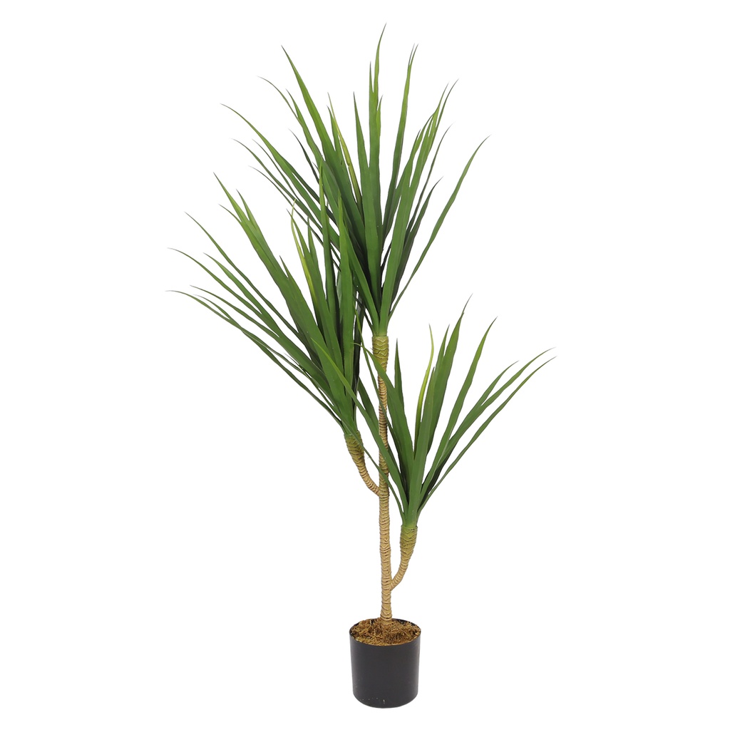 Dragon Tree Y8530-69-3P
