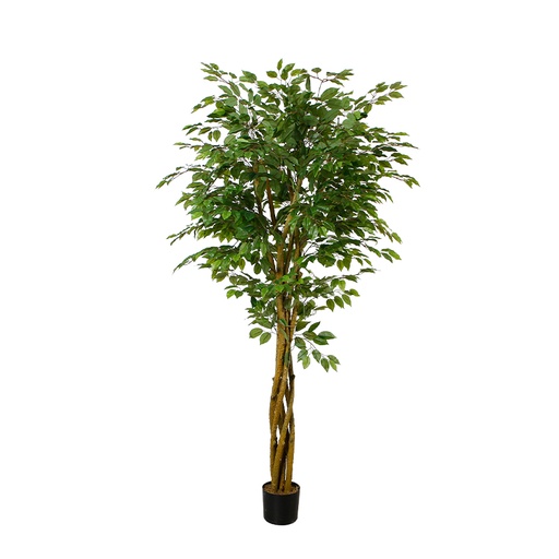 Ficus Tree Y8035-34-6-1PS