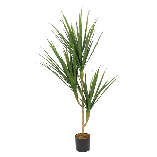 Dragon Tree Y8530-69-3P